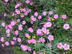 Dianthus caucaseus