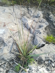 Dasylirion berlandieri