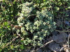 Pimelea carnosa