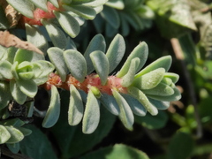 Pimelea carnosa