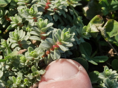 Pimelea carnosa