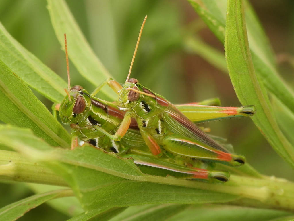 Purple-striped Grasshopper