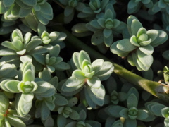 Pimelea carnosa