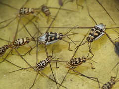 Trepobates subnitidus
