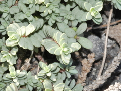 Pimelea carnosa