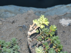 Pimelea carnosa