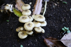 Armillaria limonea