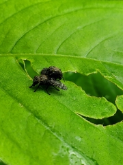 Platystoma