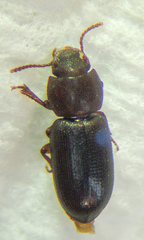 Anepsius delicatulus