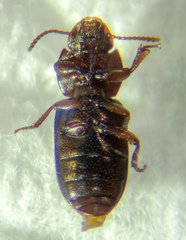 Anepsius delicatulus