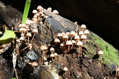 Mycena parsonsii