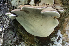 Fomitopsis hemitephra