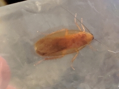 Shelfordella lateralis