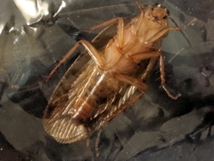 Shelfordella lateralis