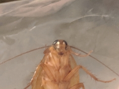 Shelfordella lateralis