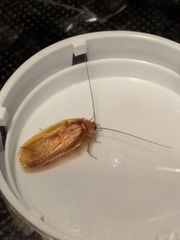 Shelfordella lateralis