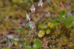 Lapposyrphus aberrantis