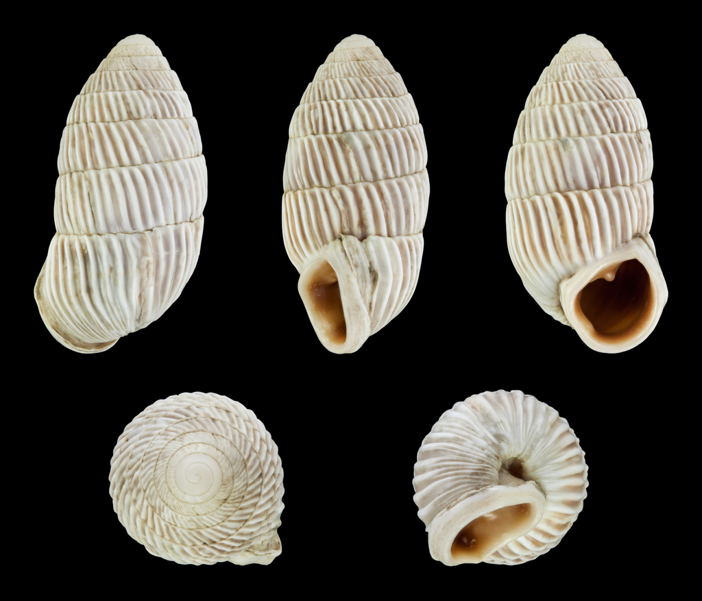 Cerion martinianum