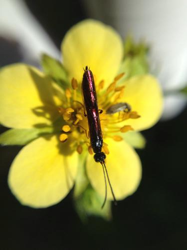 iNaturalist observation photo of Stem Sawflies