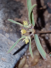 Euphorbia parryi