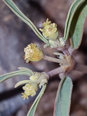 Euphorbia parryi