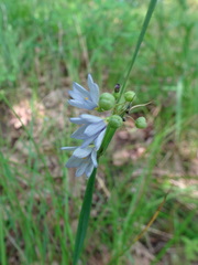 Sisyrinchium albidum