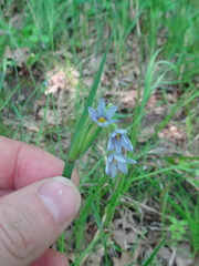 Sisyrinchium albidum