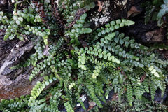 Blechnum blechnoides