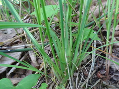 Sisyrinchium albidum