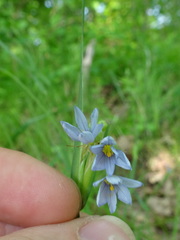 Sisyrinchium albidum