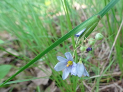 Sisyrinchium albidum