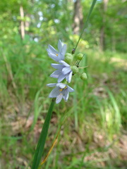 Sisyrinchium albidum