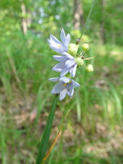 Sisyrinchium albidum