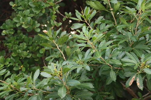 Image of Dune False Currant (Allophylus natalensis) by (c) Tony Rebelo, some rights reserved (CC BY-SA)