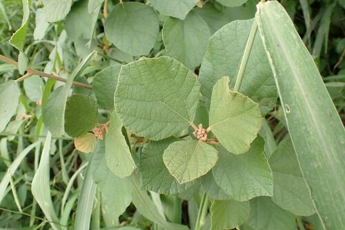 Image of Cordia monoica by no rights reserved