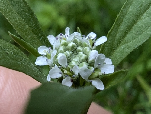 Image of Lepidium sativum by (c) Letizia Weichgrebe, some rights reserved (CC BY)