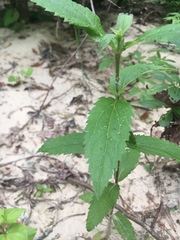 Eupatorium vaseyi