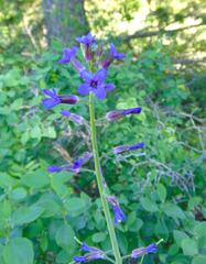 Boechera sparsiflora