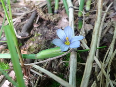 Sisyrinchium albidum