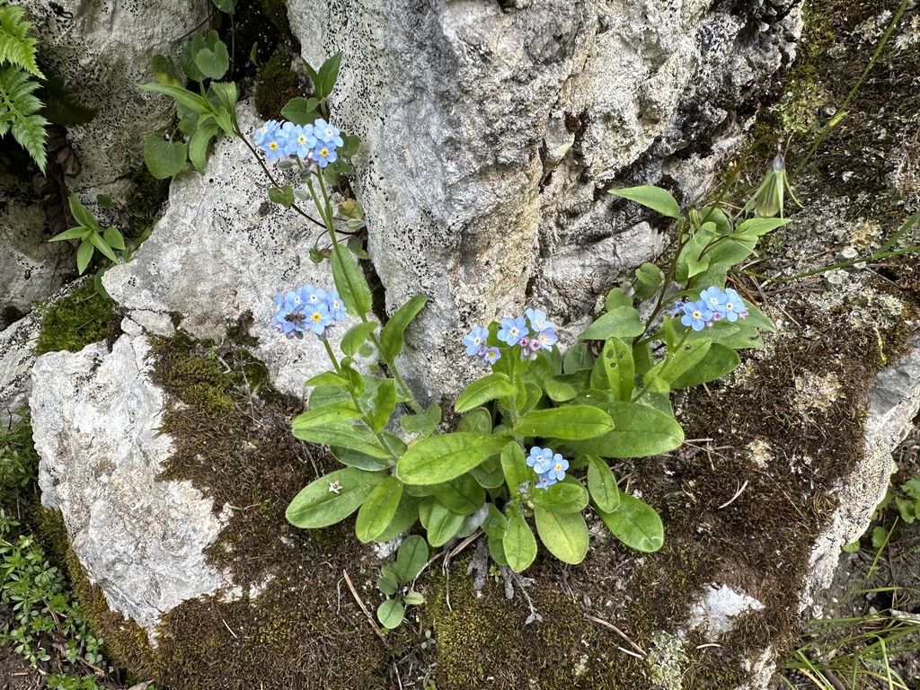 Wood Forget-me-not