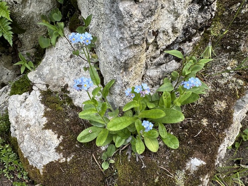 Myosotis sylvatica