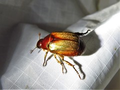 Callistethus marginatus