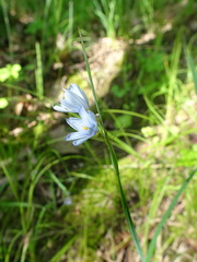 Sisyrinchium albidum