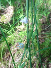 Sisyrinchium albidum