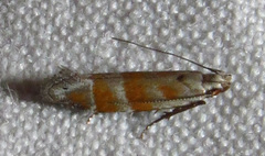 Battaristis vittella