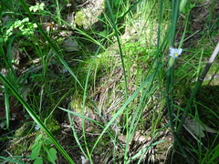 Sisyrinchium albidum