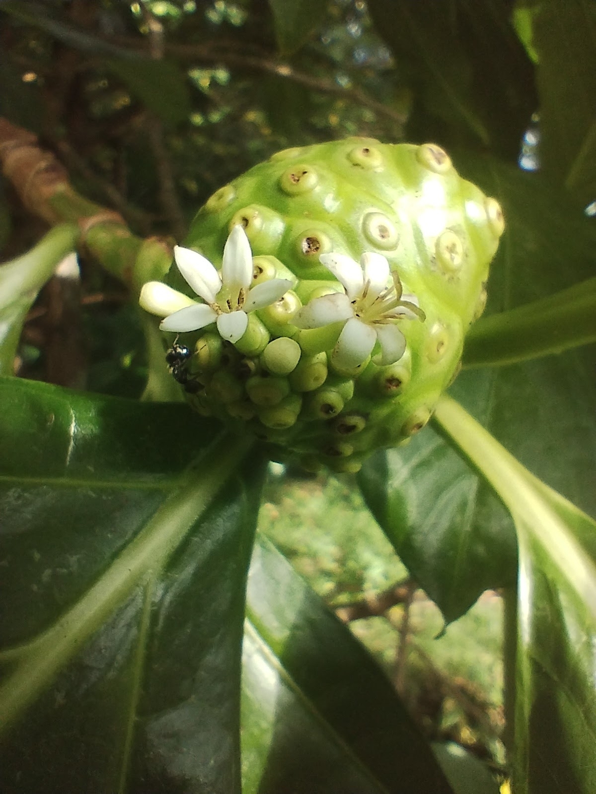 Morinda citrifolia