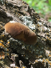 Fomitiporia hippophaeicola