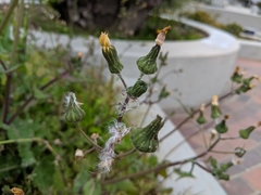 Sonchus