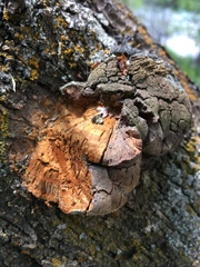 Fomitiporia hippophaeicola